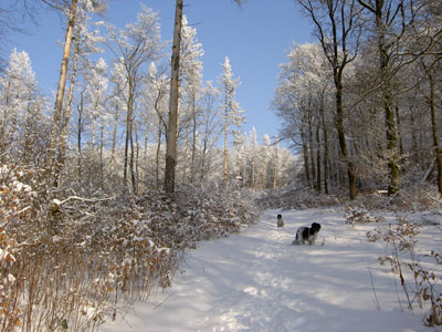 hondjes in de sneeuw